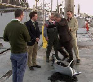 sharkjump.jpg