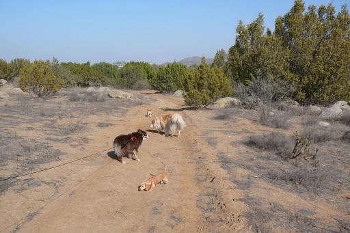 Walkies Walkies