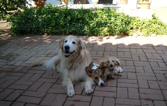 Doggies chillaxing in the courtyard Doggies chillaxing in the courtyard