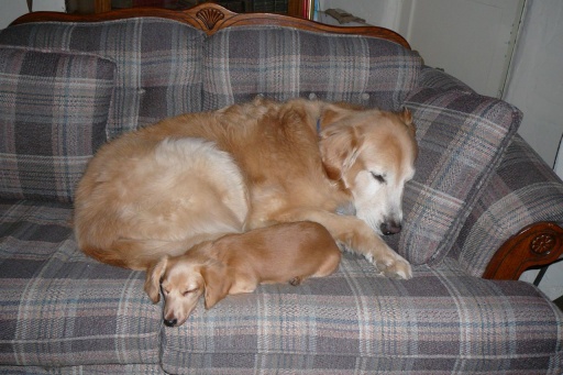 Nappies Nappies